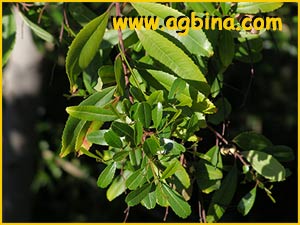     ( Noltea africana / Ceanothus africanus )