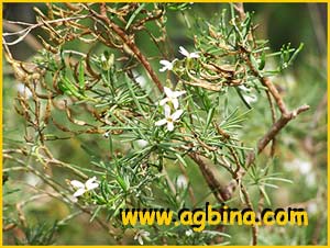  ( Parolinia glabriuscula )