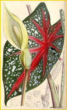     (Caladium bicolor) Curtis's Botanical Magazine