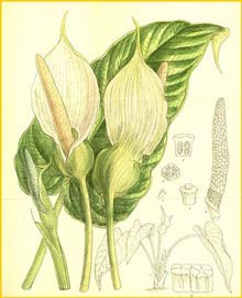    (Caladium pubescens ) Curtis's Botanical Magazine 1911