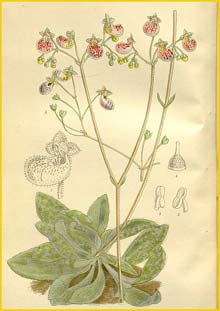   ( Calceolaria cana ) Curtis's Botanical Magazine 1912