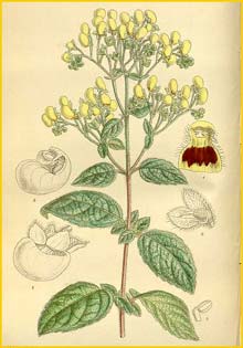   ( Calceolaria forgetii ) Curtis's Botanical Magazine 1912