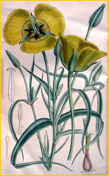   ( Calochortus clavatus / Mariposa clavata ) Curtis's Botanical Magazine 