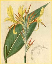   .  ( anna glauca var. rufa ) Curtis's Botanical Magazine
