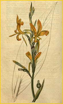  ( anna pedunculata ) Curtis's Botanical Magazine 1822