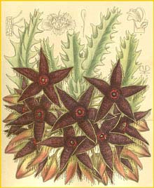    (Caralluma nebrownii) Curtis's Botanical Magazine 1909