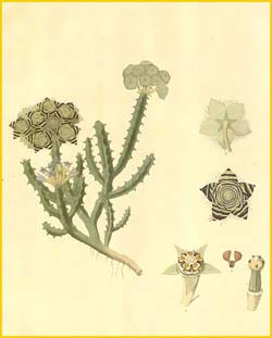     ( Caralluma crenulata ) Plantae Asiaticae Rariores