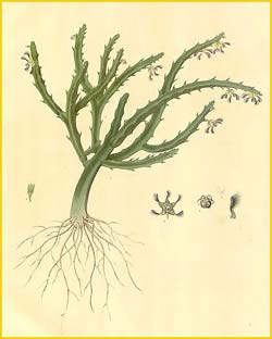     ( Caralluma fimbriata ) Plantae Asiaticae Rariores