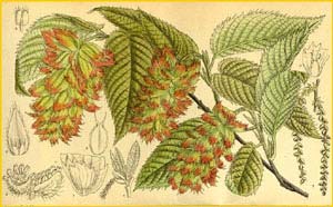   ( Carpinus japonica )  Curtis's Botanical Magazine 1914