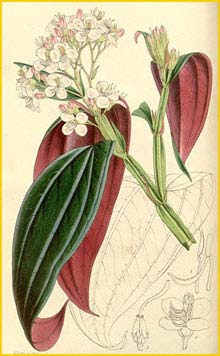   ( Centradenia grandifolia ) Curtis's Botanical Magazine