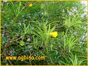    ( Thevetia neriifolia / peruviana )