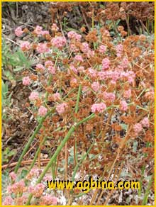 Эриогонум большой краснеющий ( Eriogonum grande var. rubescens) 