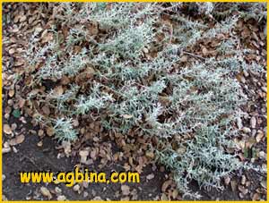 Эриогонум широколистный ( Eriogonum latifolium )