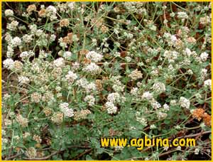 Эриогонум мелколистный ( Eriogonum parvifolium )