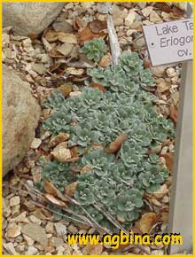 Эриогонум зонтичный  ( Eriogonum umbellatum )