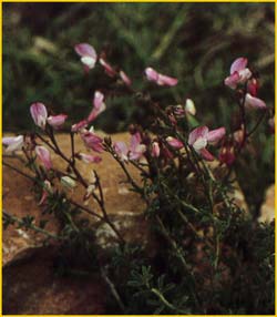   ( Ononis fruticosa )