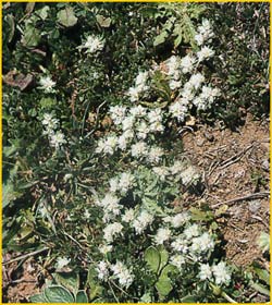   ( Paronychia nivea / capitata )