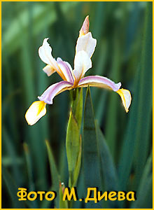   ( Iris musulmanica )