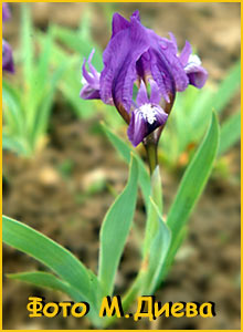   ( Iris pumila )