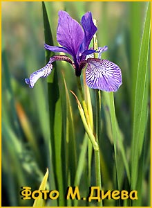  - ( Iris sanguinea )