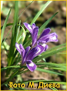   ( Iris ruthenica )