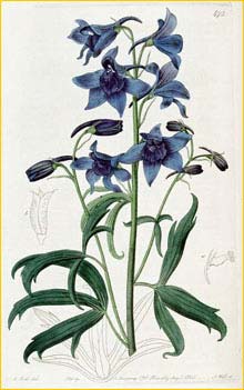  ( Delphinium cheilanthum ) The Botanical Register 1820