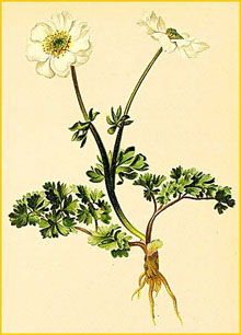   ( Ranunculus rutaefolius ) Atlas der Alpenflora (1882) by Anton Hartinger