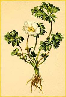   /  ( Ranunculus seguieri ) Atlas der Alpenflora (1882) by Anton Hartinger