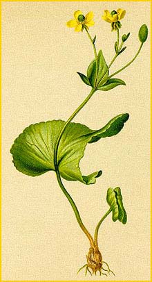   ( Ranunculus thora ) Atlas der Alpenflora (1882) by Anton Hartinger