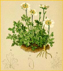   ( Ranunculus traunfellneri ) Atlas der Alpenflora (1882) by Anton Hartinger