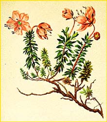   /  ( Rhododendron chamaecistus ) Atlas der Alpenflora (1882) by Anton Hartinger