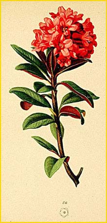   ( Rhododendron ferrugineum ) Atlas der Alpenflora (1882) by Anton Hartinger