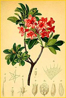   ( Rhododendron hirsutum ) Atlas der Alpenflora (1882) by Anton Hartinger