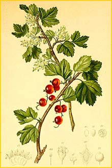   ( Ribes alpinum ) Atlas der Alpenflora (1882) by Anton Hartinger