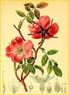   ( Rosa alpina ) Atlas der Alpenflora (1882) by Anton Hartinger
