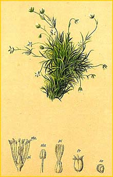   ( Sagina saginoides ) Atlas der Alpenflora (1882) by Anton Hartinger