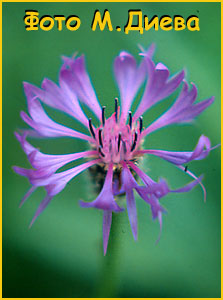   (Centaurea montana)