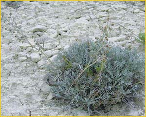    ( Artemisia hololeuca ),    