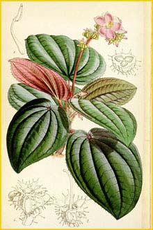   ( Bertolonia maculata ) Curtis's Botanical Magazine