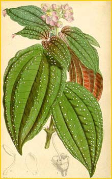   ( Bertolonia guttata ) Curtis's Botanical Magazine
