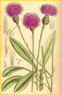   ( Centaurea crassifolia ) Curtis's Botanical Magazine 1913