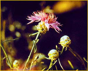   ( Centaurea donetzica ),    