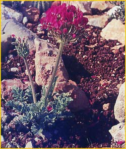   ( Pelargonium incrassatum )