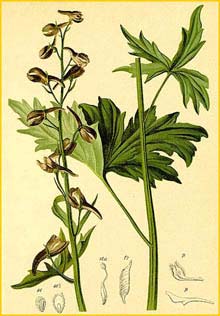   (Delphinium elatum) Atlas der Alpenflora (1882) by Anton Hartinger