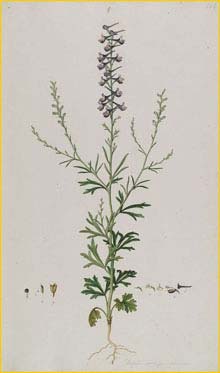    ( Delphinium peregrinum ) Flora Graeca 1787 Ferdinand Bauer