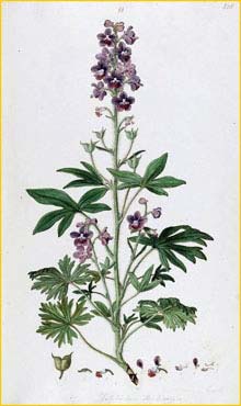   ( Delphinium staphisagria ) Flora Graeca 1787 Ferdinand Bauer