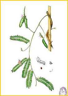   ( Abrus precatorius ) Flora de Filipinas 1880-1883 by Francisco Manuel Blanco  