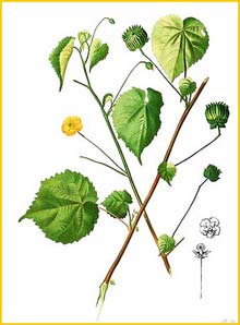   ( Abutilon indicum ) Flora de Filipinas 1880-1883 by Francisco Manuel Blanco  