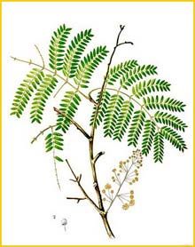   ( Acacia concinna ) Flora de Filipinas 1880-1883 by Francisco Manuel Blanco  
