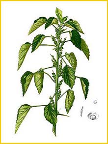    ( Acalypha indica ) Flora de Filipinas 1880-1883 by Francisco Manuel Blanco  